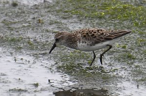 Sandpiper, White-rumped, 2018-05305417 Forsythe NWR, NJ